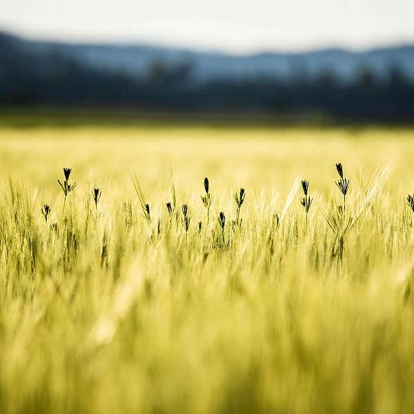 L’agroforesterie, agriculture de demain à Puyvert