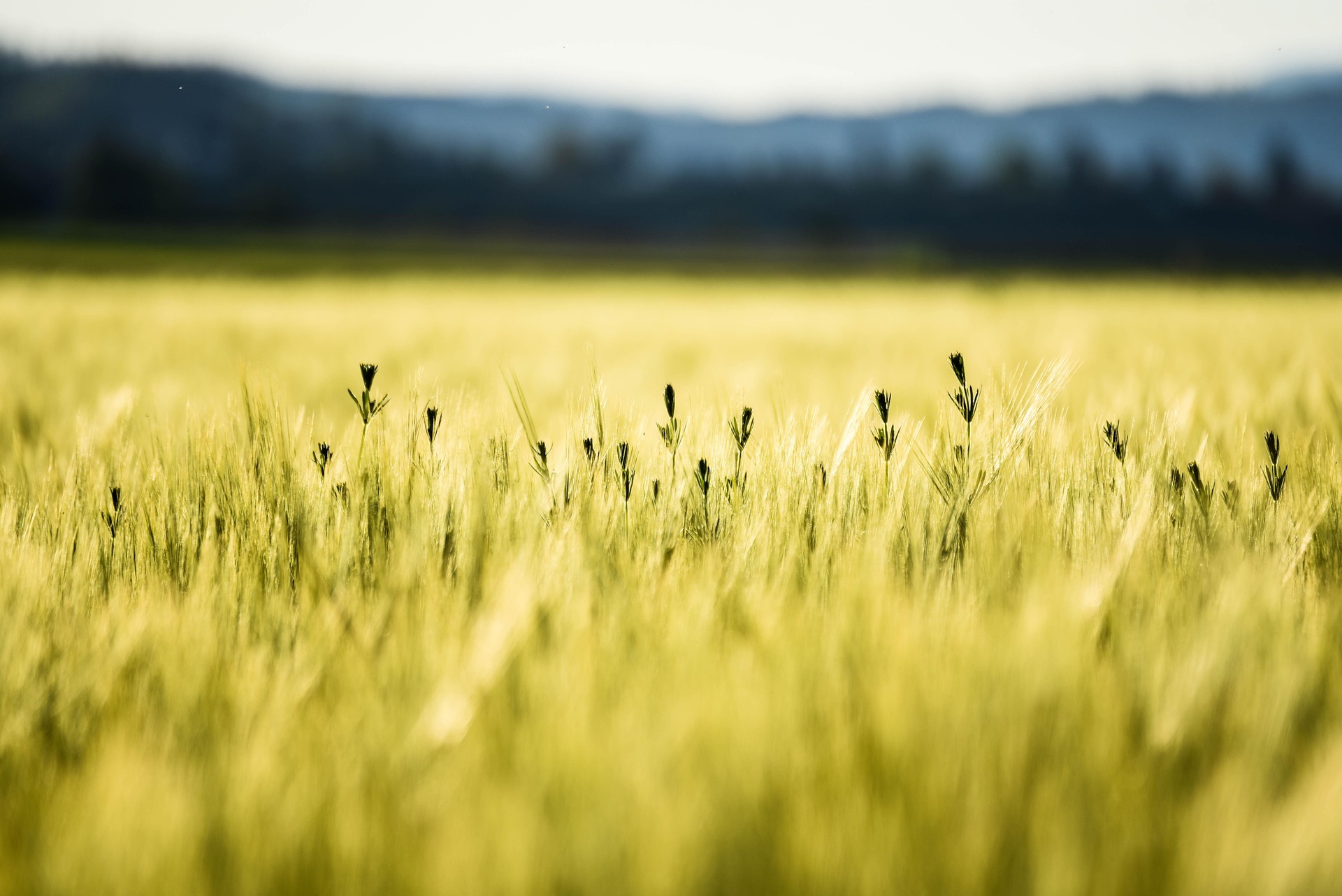 Sortie nature sur l’agroforesterie et l’adaptation au climat futur à Puyvert