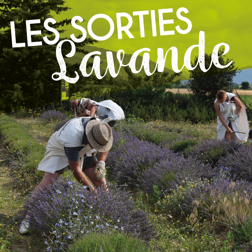 Atelier de récolte et distillation de lavande chez Aroma'Plantes à Sault