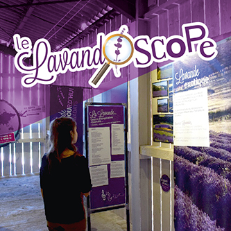 Espace interactif du Lavandoscope consacré à la lavande à la distillerie Aroma’Plantes