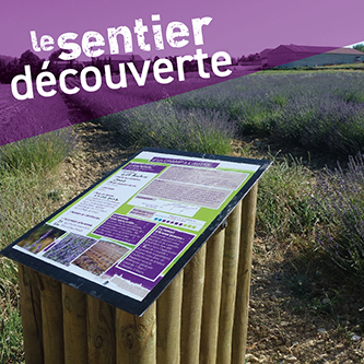 Sentier de découverte au milieu des champs de lavande autour de la distillerie Aroma’Plantes