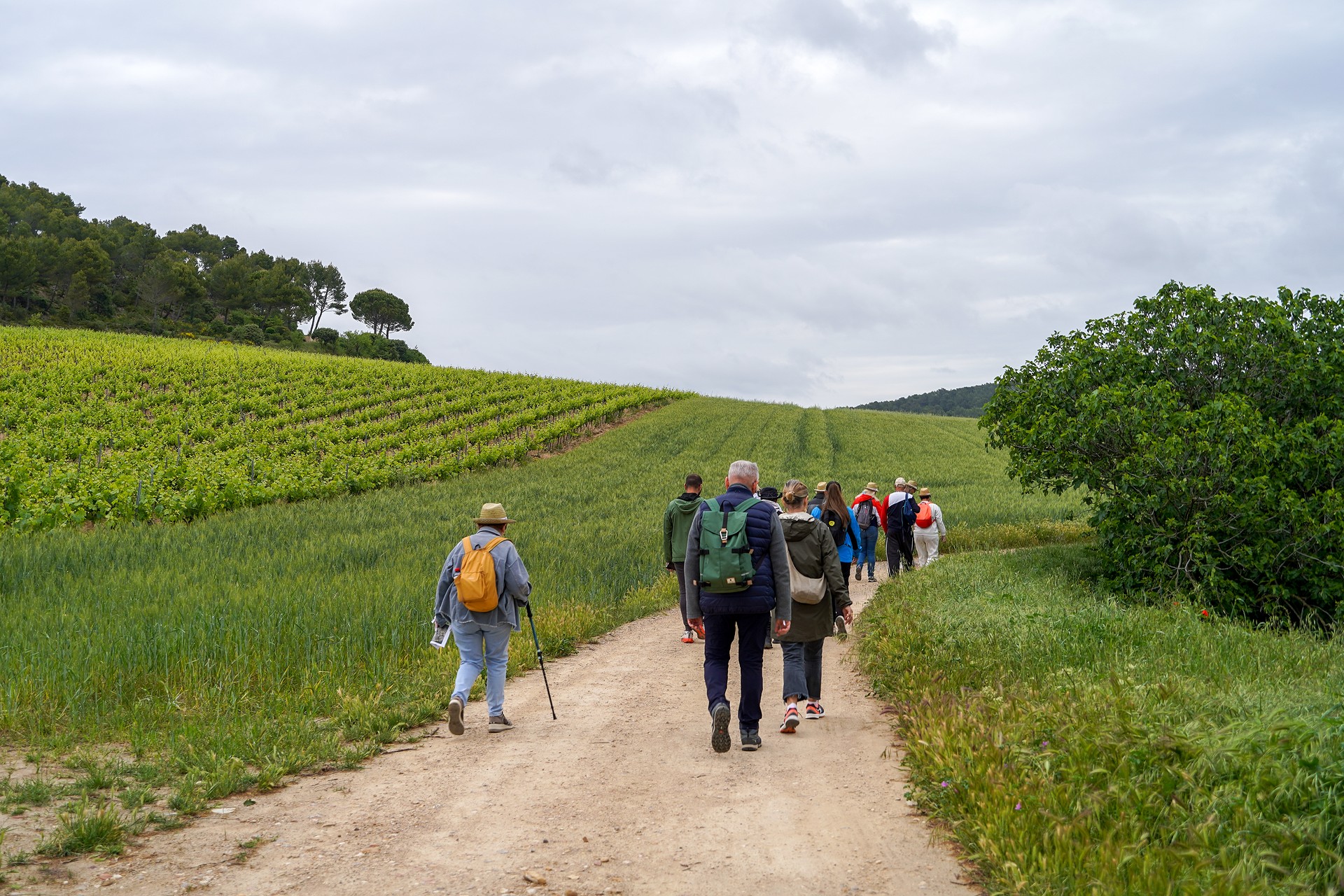 Luberon En Tous Sens dans les vignes du Luberon