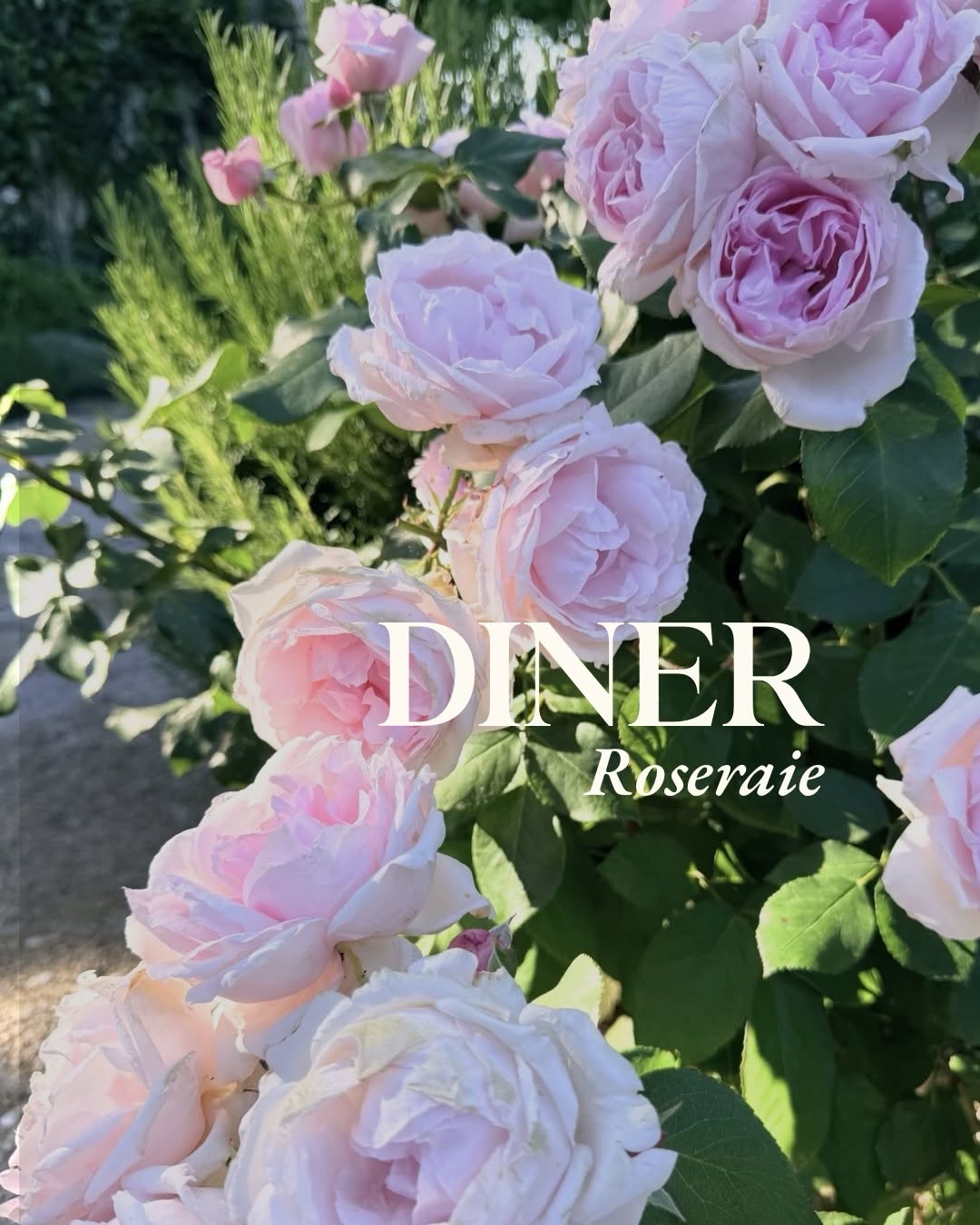 Les Dîners Roseraie au Domaine de Fontenille dans le Luberon Dîner en plein air dans la roseraie du Domaine de Fontenille