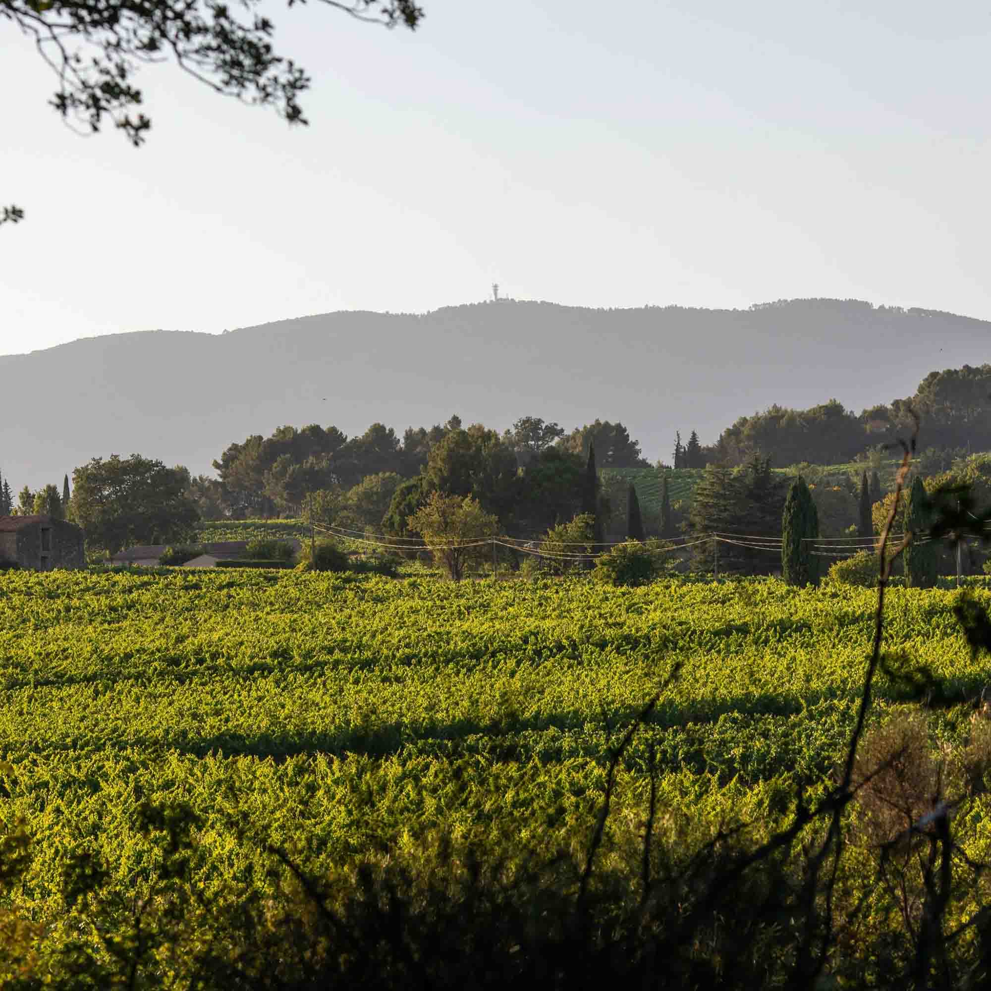 Domaine Le Novi à La Tour-d’Aigues Vignes du Domaine Le Novi à La Tour-d’Aigues dans le Luberon