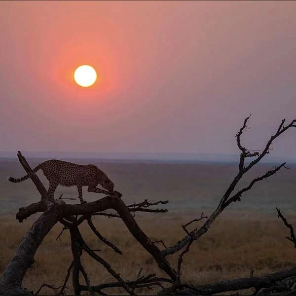 Les secrets de la photographie animalière