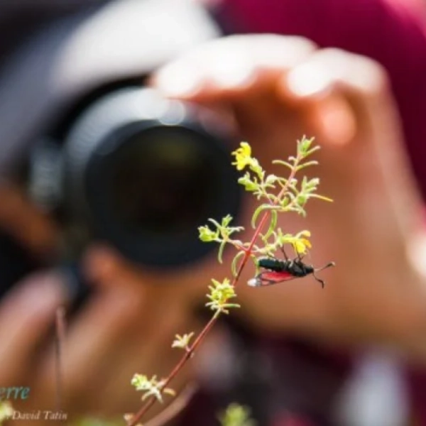 LA PHOTOGRAPHIE NATURE: DE L’ILLUSTRATION À L’ART