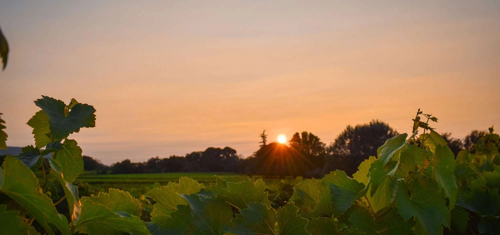 Vignobles en Scène 2026 dans le Luberon !