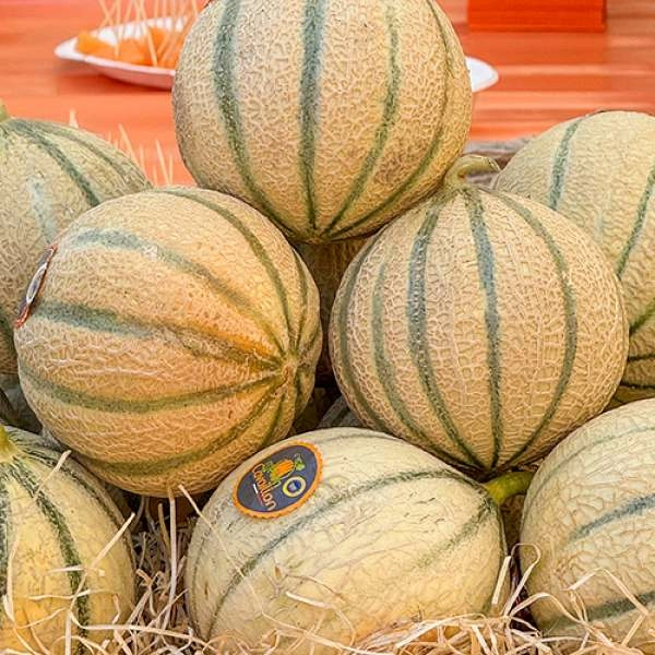 Conférence : Le melon se la raconte