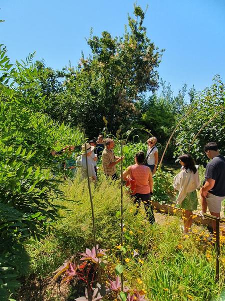 Journées européennes du patrimoine à Lauris avec visite guidée du jardin des plantes tinctoriales