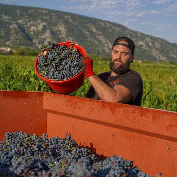 Au cœur des vendanges dans le Luberon