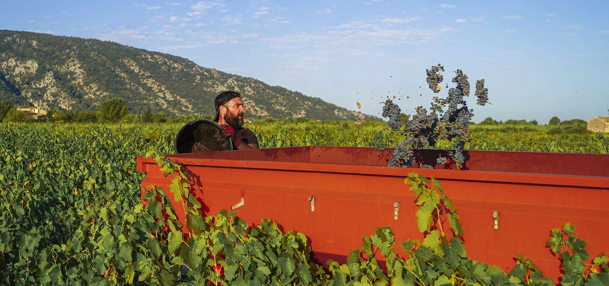Au cœur des vendanges dans le Luberon