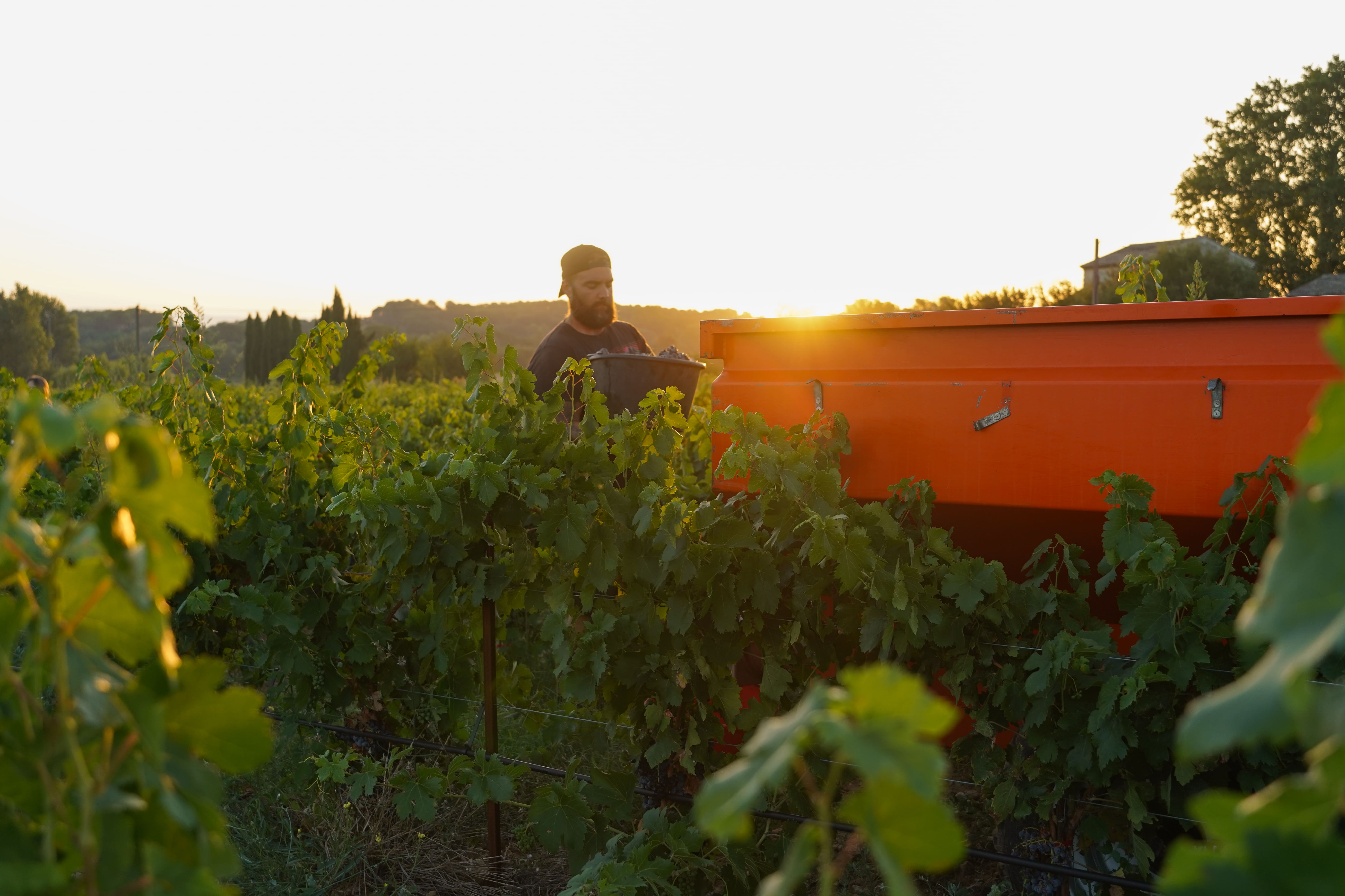 Vendanges au Domaine de la Royère à Oppède Vendanges dans les vignes du Domaine de la Royère à Oppède dans le Luberon