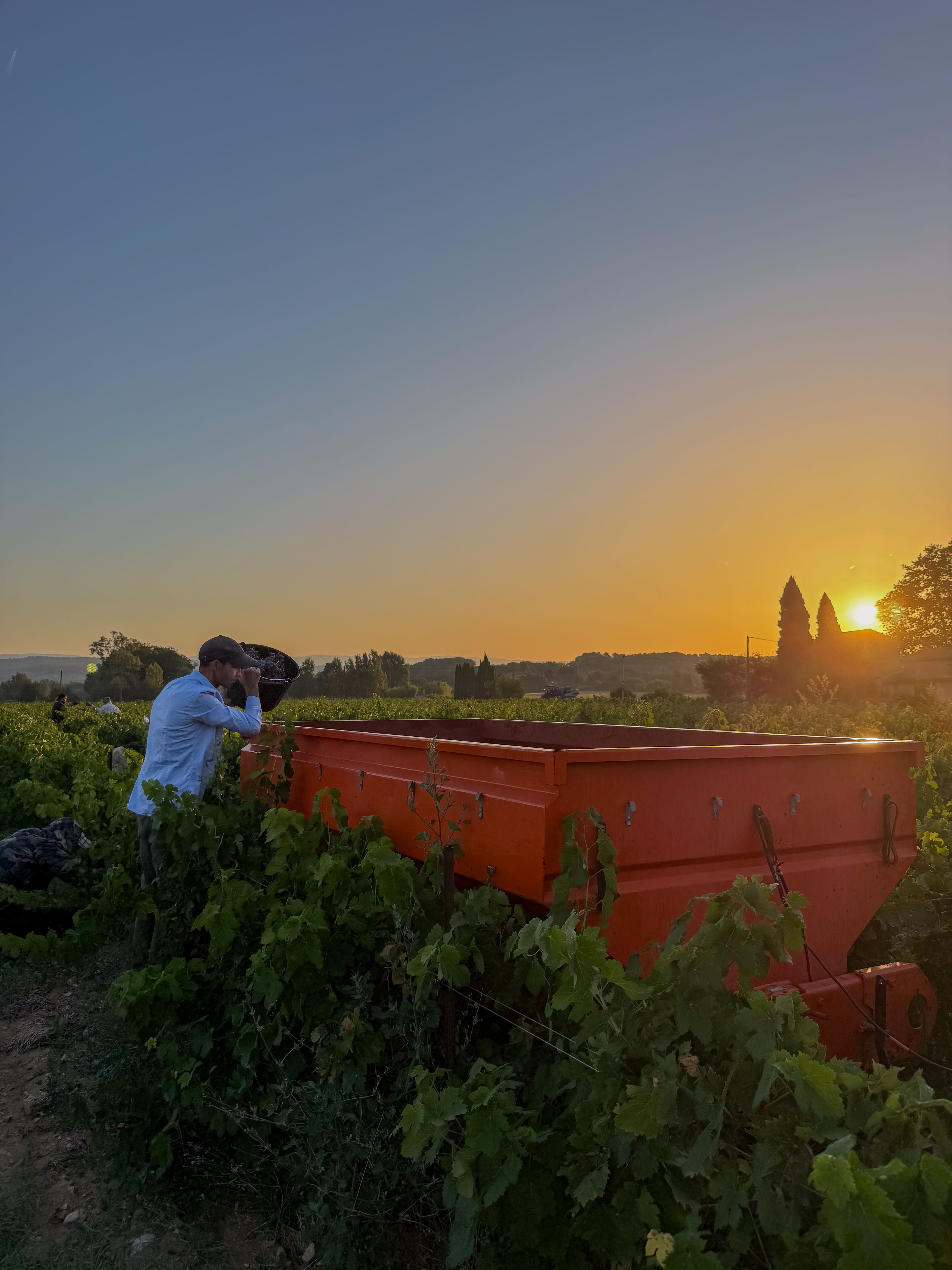 Observation du raisin avant les vendanges au Domaine de la Royère Observation du raisin avant les vendanges au Domaine de la Royère à Oppède