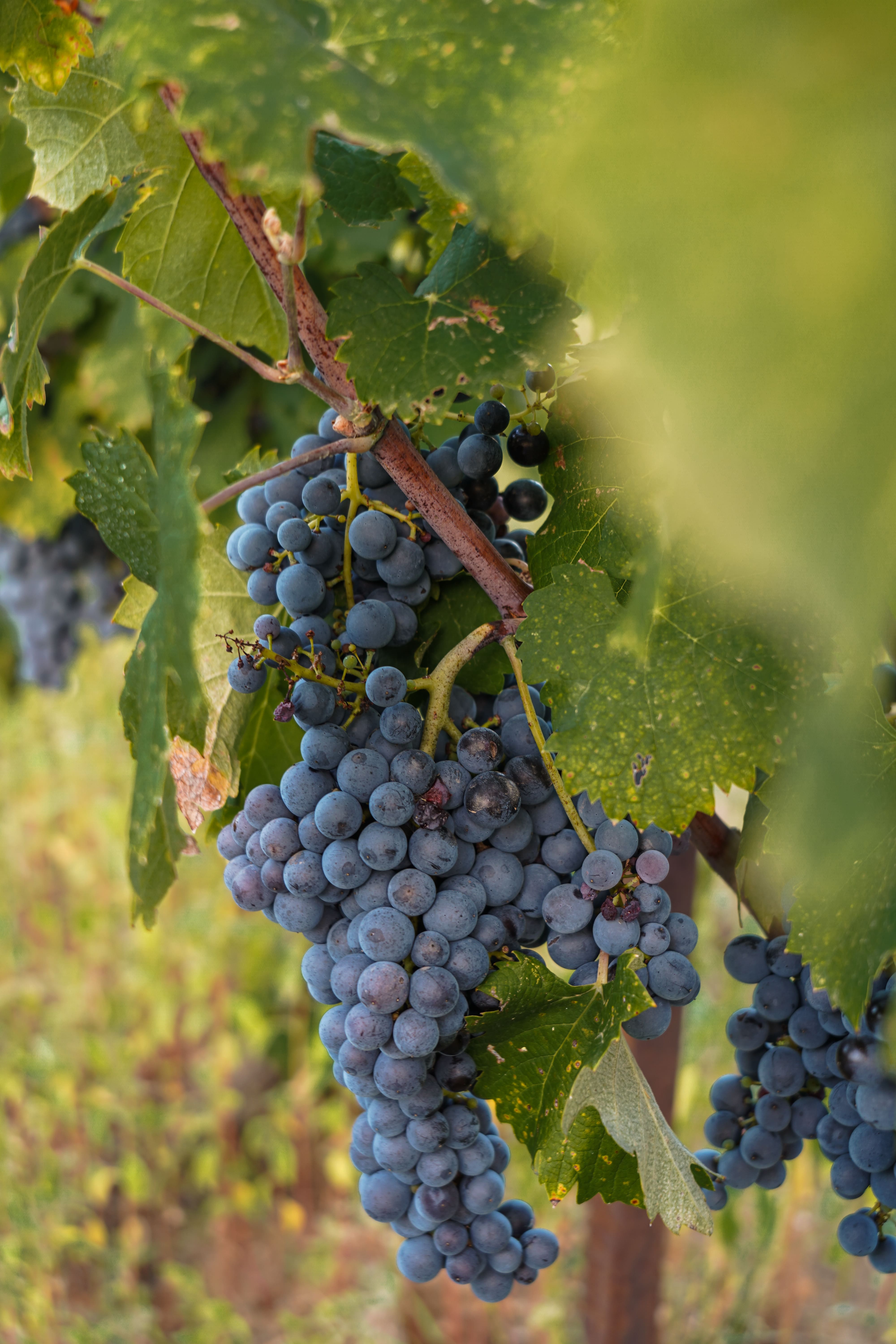 Maturité du raisin avant les vendanges au Domaine de la Royère Observation de la maturité du raisin avant les vendanges au Domaine de la Royère à Oppède