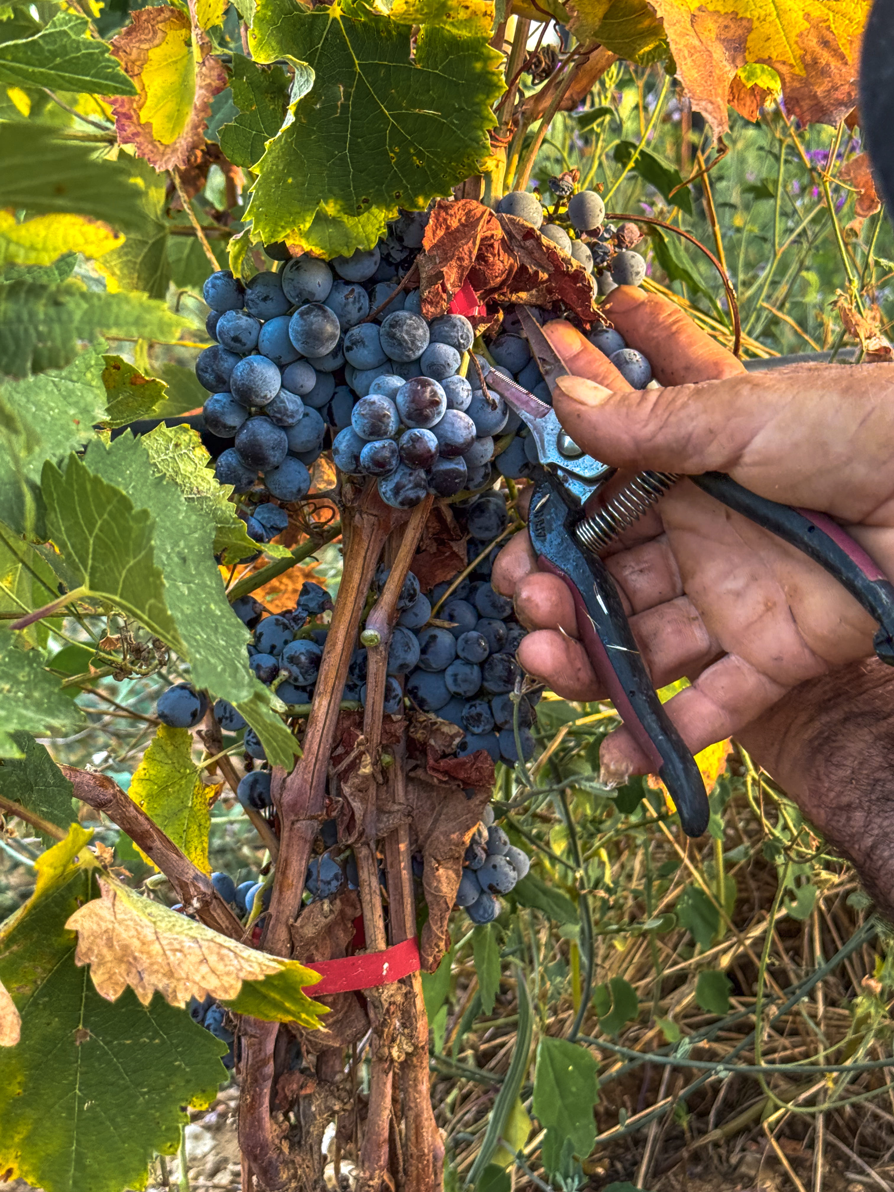 Vendanges manuelles au Domaine de la Royère Vendangeurs récoltant les grappes à la main au Domaine de la Royère à Oppède