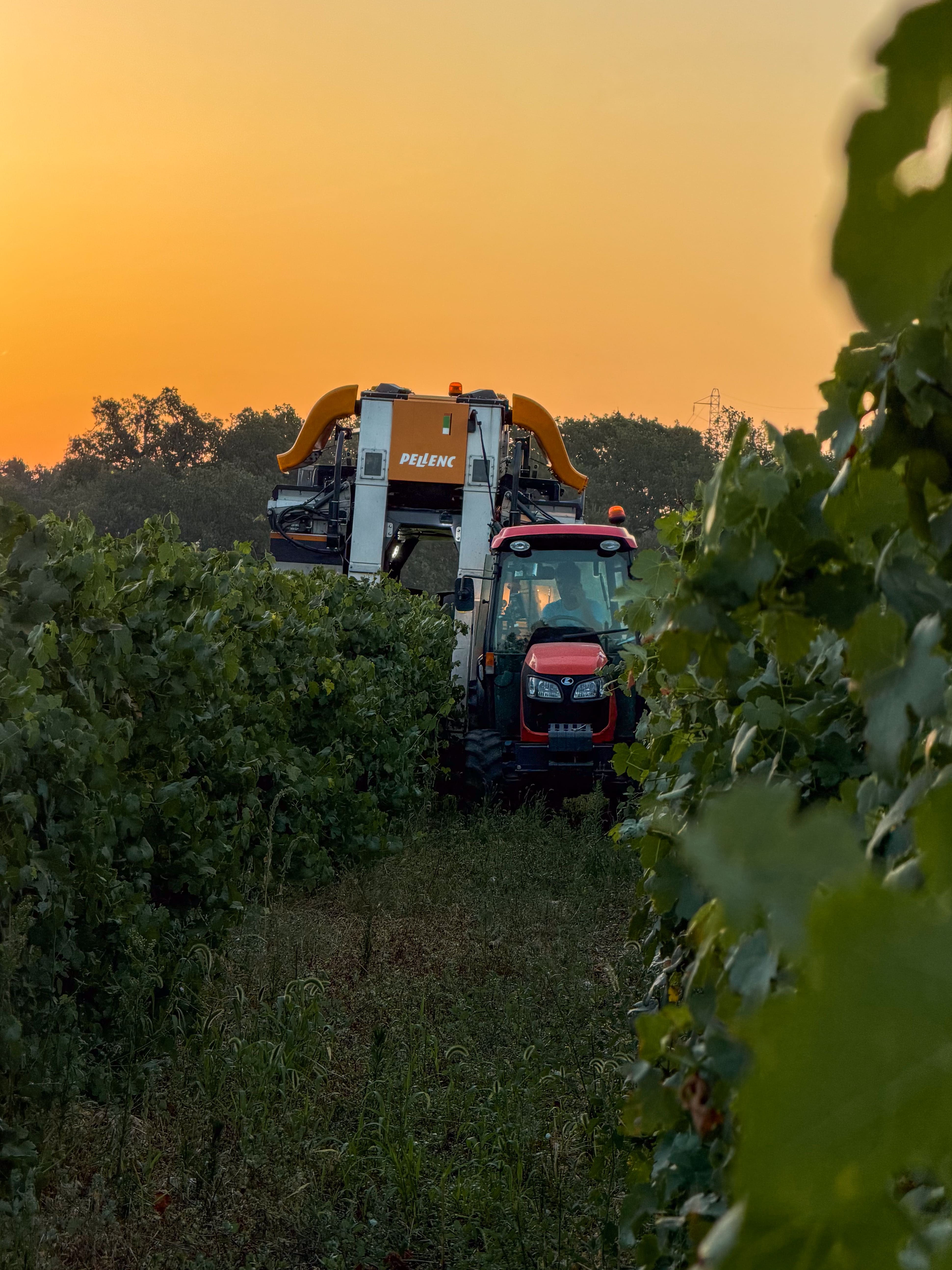 Vendanges mécaniques au Domaine de la Royère Machine à vendanger dans les vignes du Domaine de la Royère à Oppède