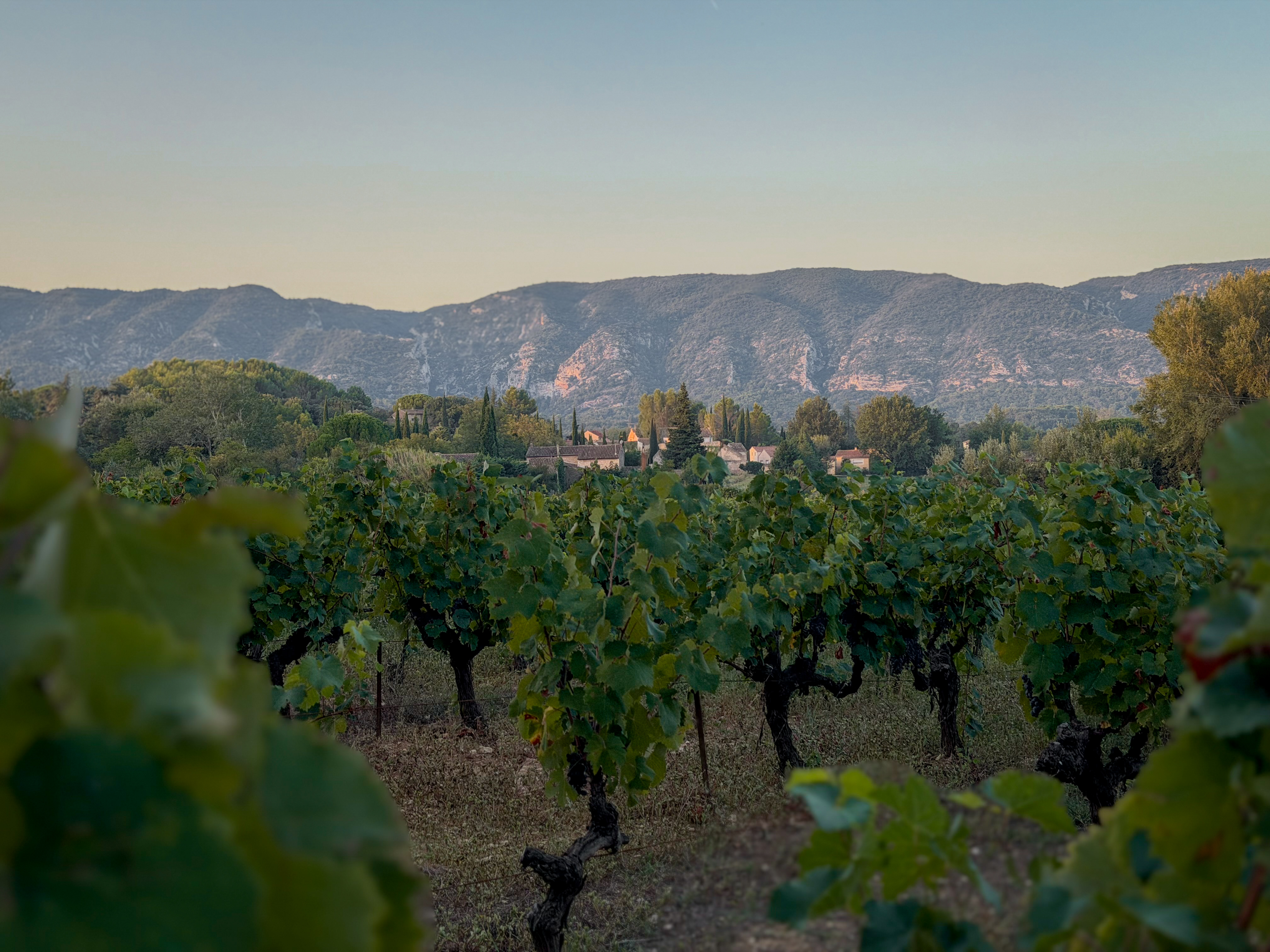 L’équipe du Domaine de la Royère pendant les vendanges L’équipe du Domaine de la Royère au travail pendant les vendanges à Oppède