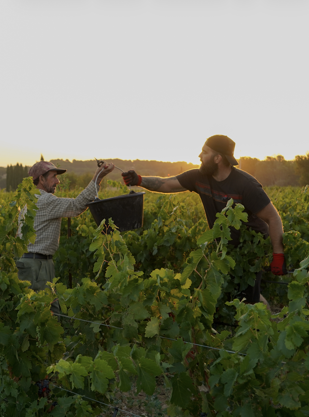 Vendangeurs au Domaine de la Royère Deux vendangeurs se passant un seau pendant les vendanges au Domaine de la Royère à Oppède