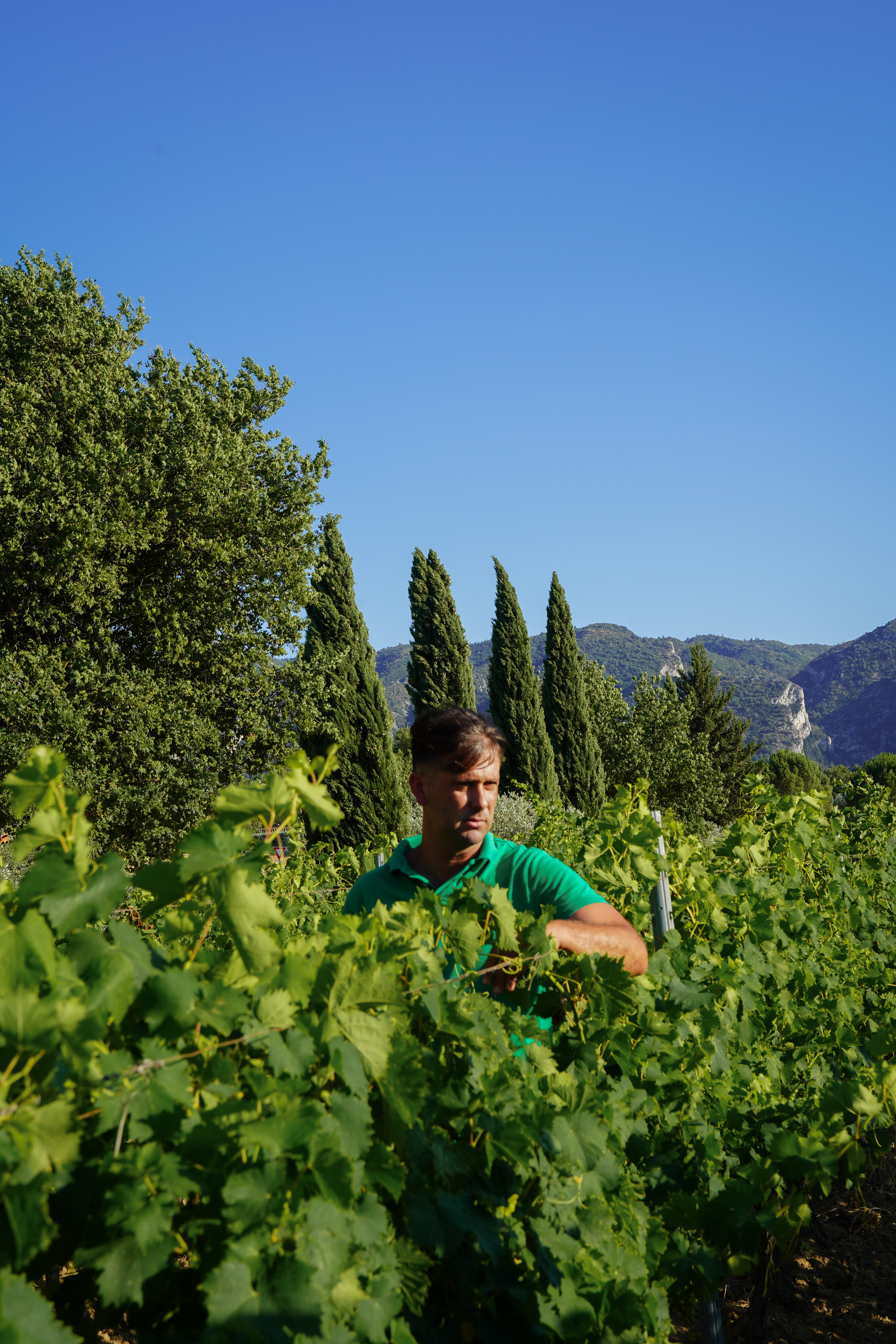 Paul Gillet, gérant du Domaine de la Royère Paul Gillet, gérant du Domaine de la Royère à Oppède dans le Luberon