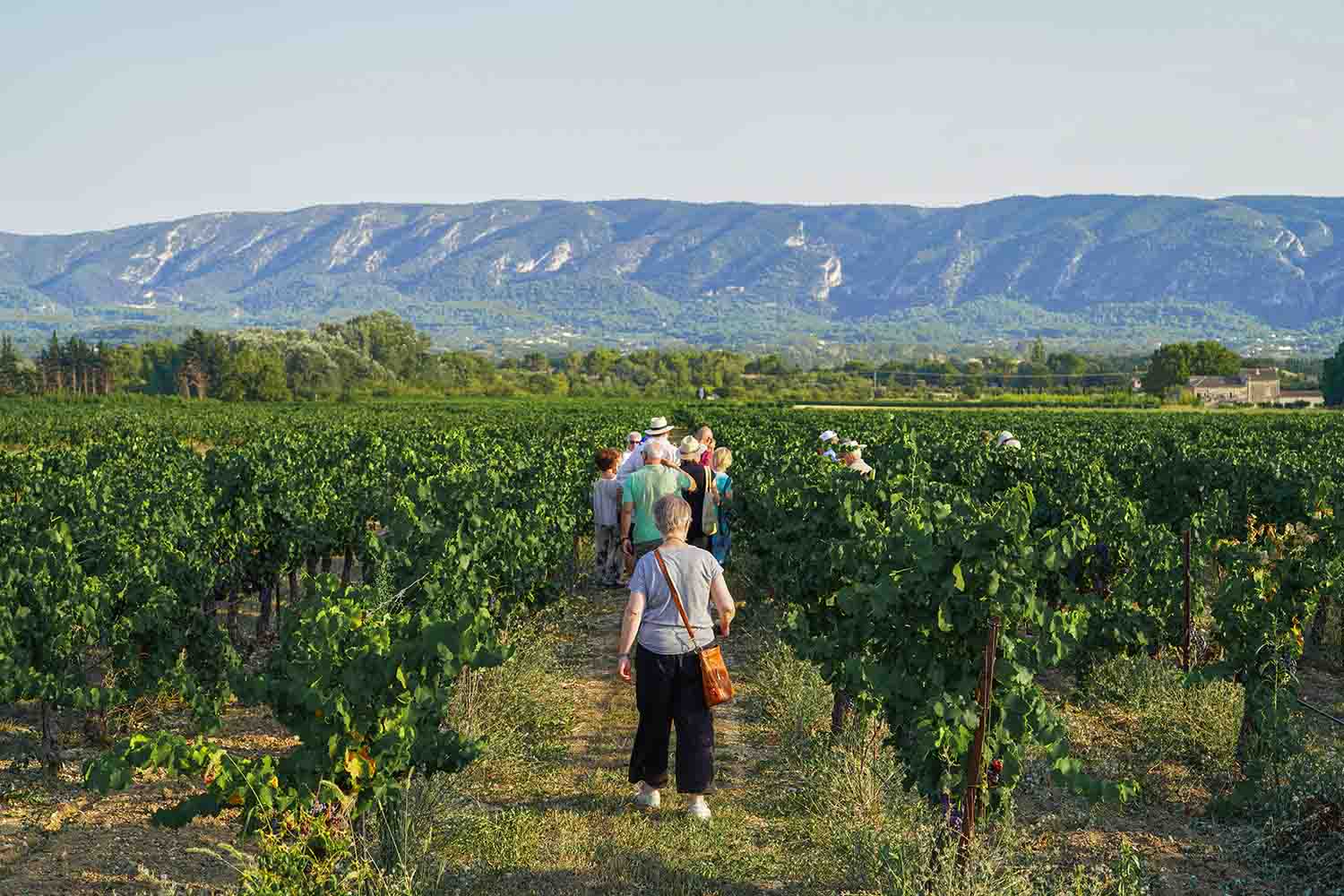 Sunsets Vignerons en Luberon au coucher du soleil