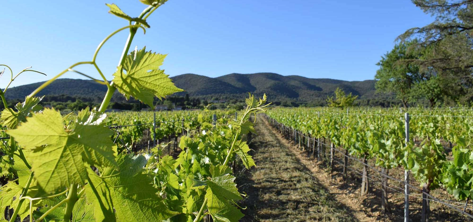 Vignobles & Découvertes - Vignoble du Luberon