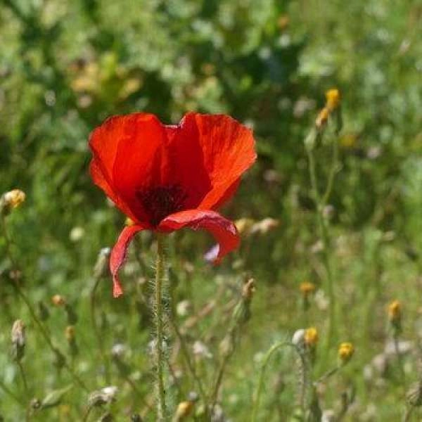 Les plantes sauvages comestibles à travers les 5 sens à Cavaillon
