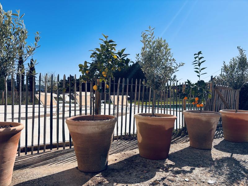 Extérieurs arborés de Maison Poumo à L’Isle-sur-la-Sorgue