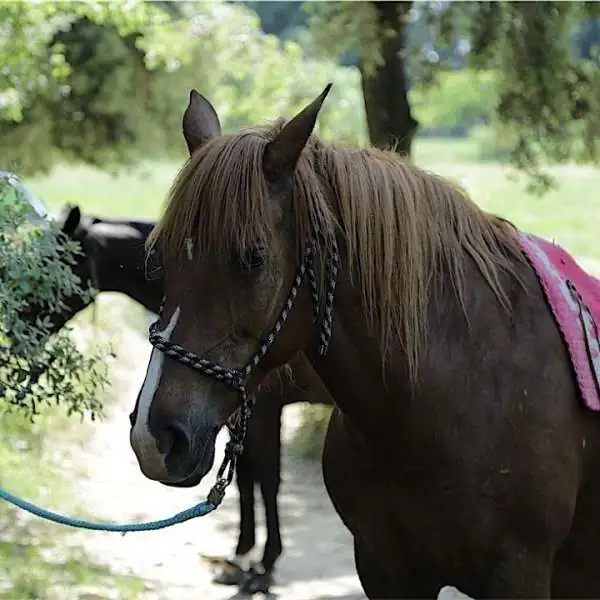 Balades et promenades à cheval dans le Luberon