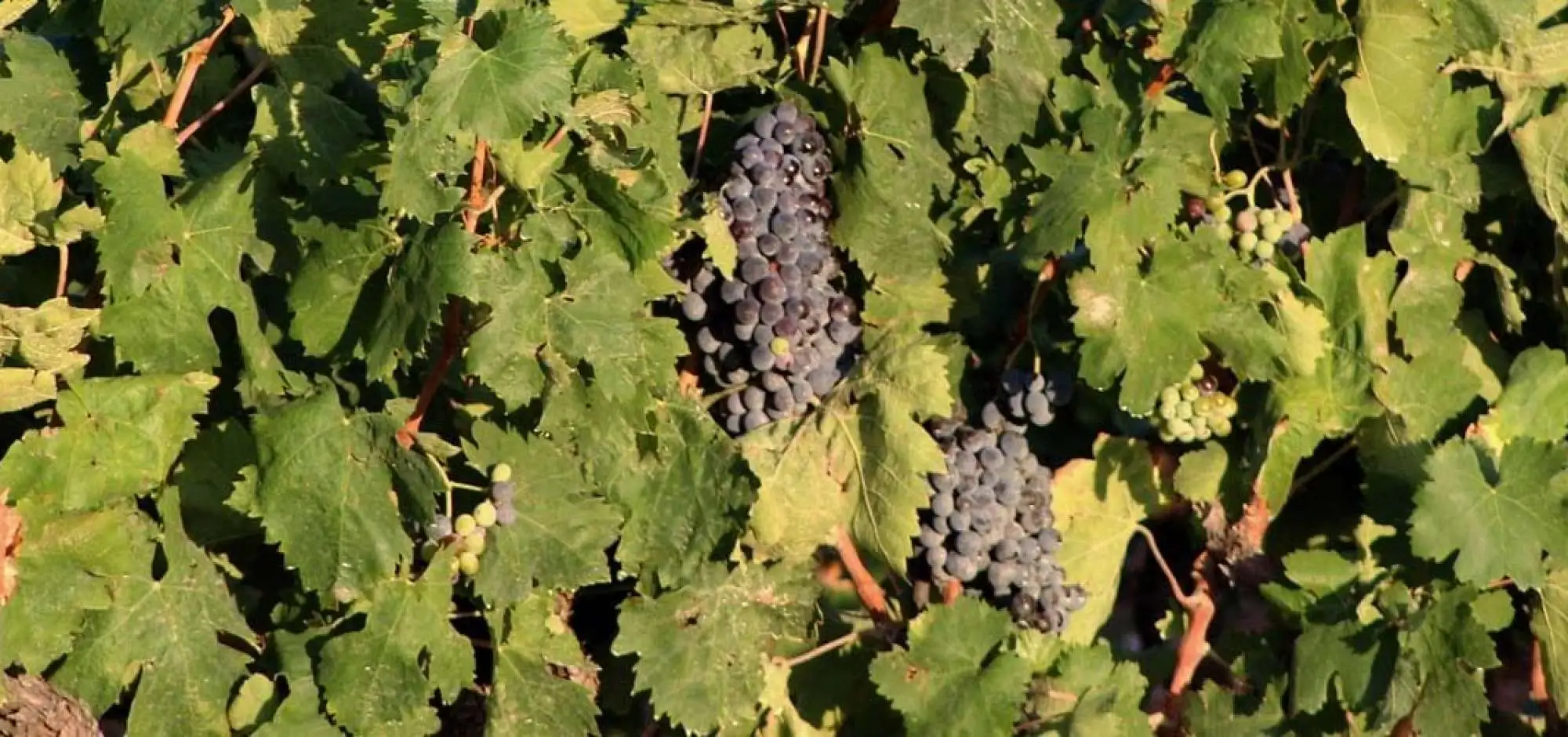 Domaine Saint Heyries