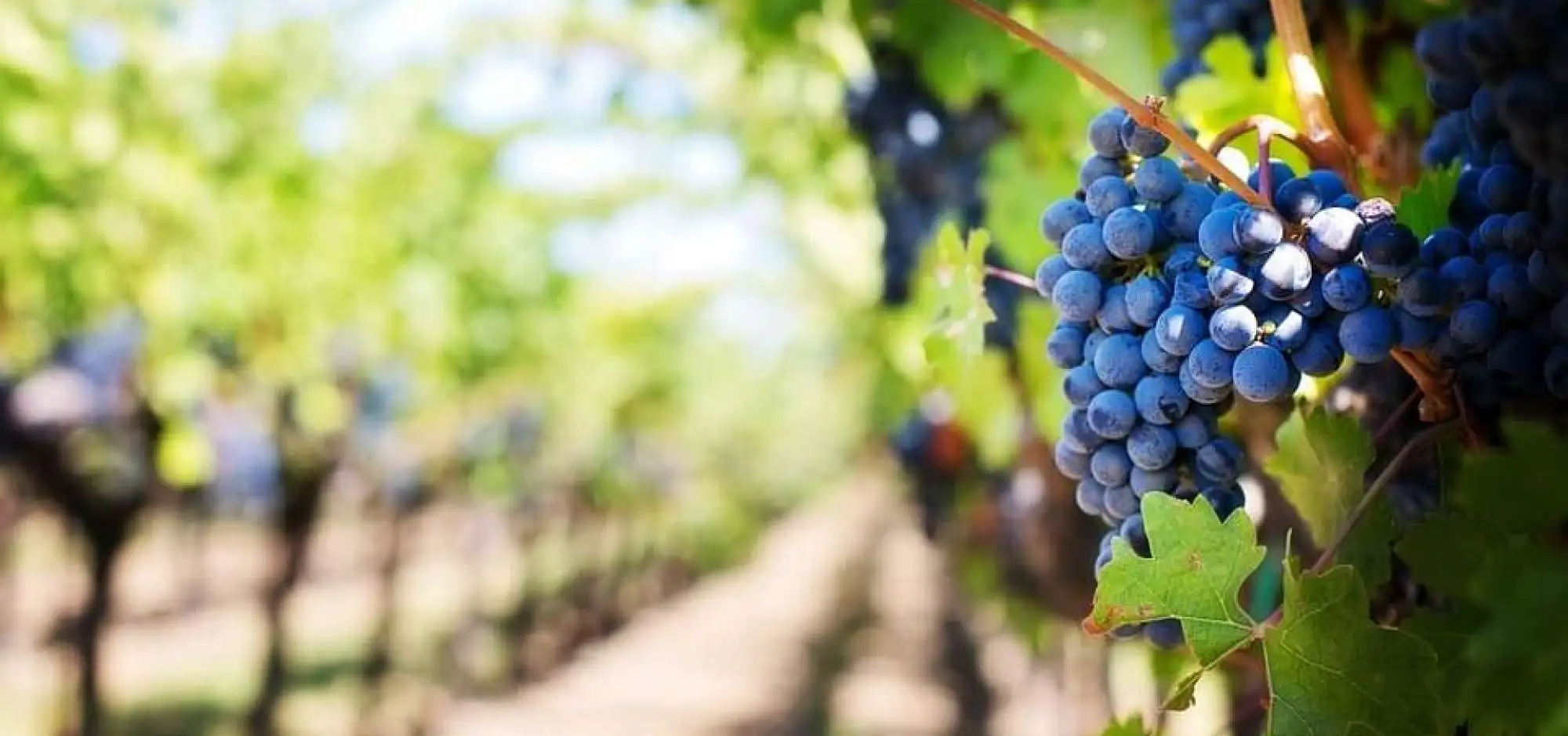 Pourquoi nos sommeliers aiment les vins du Luberon et du Ventoux?