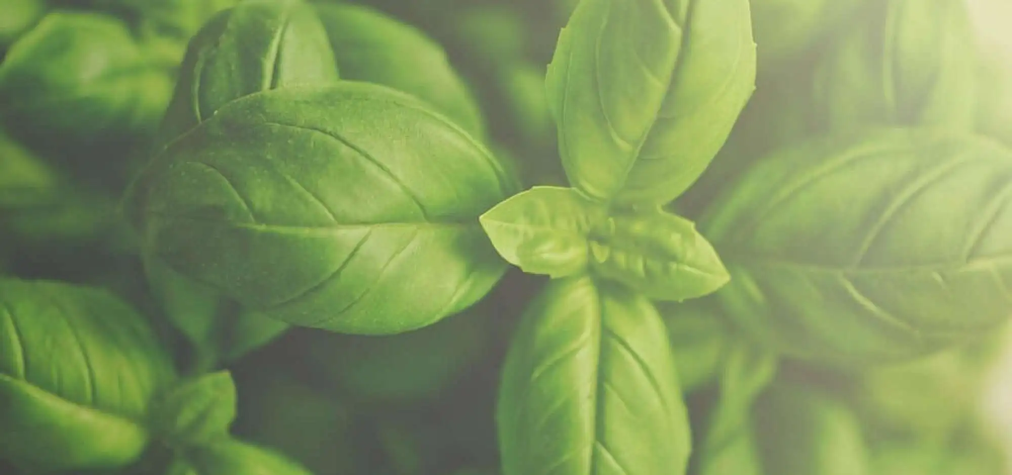 Le Basilic : le parfumé