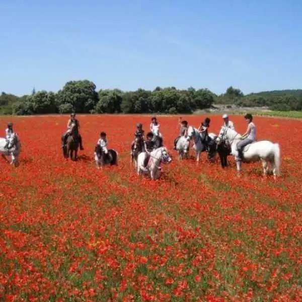 Balade à cheval entre les monts du Vaucluse et le plateau du Luberon