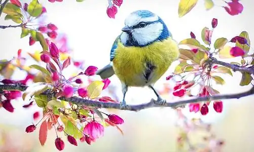 spring-bird-2295434_1920_JillWellington.jpg