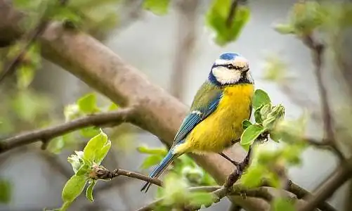 blue-tit-2228591_1920_Seaq68.jpg