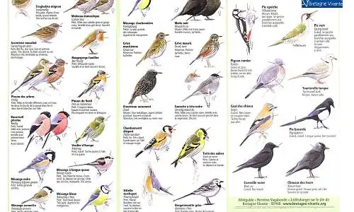 lexique_illustre_-_identifier_les_oiseaux.jpg