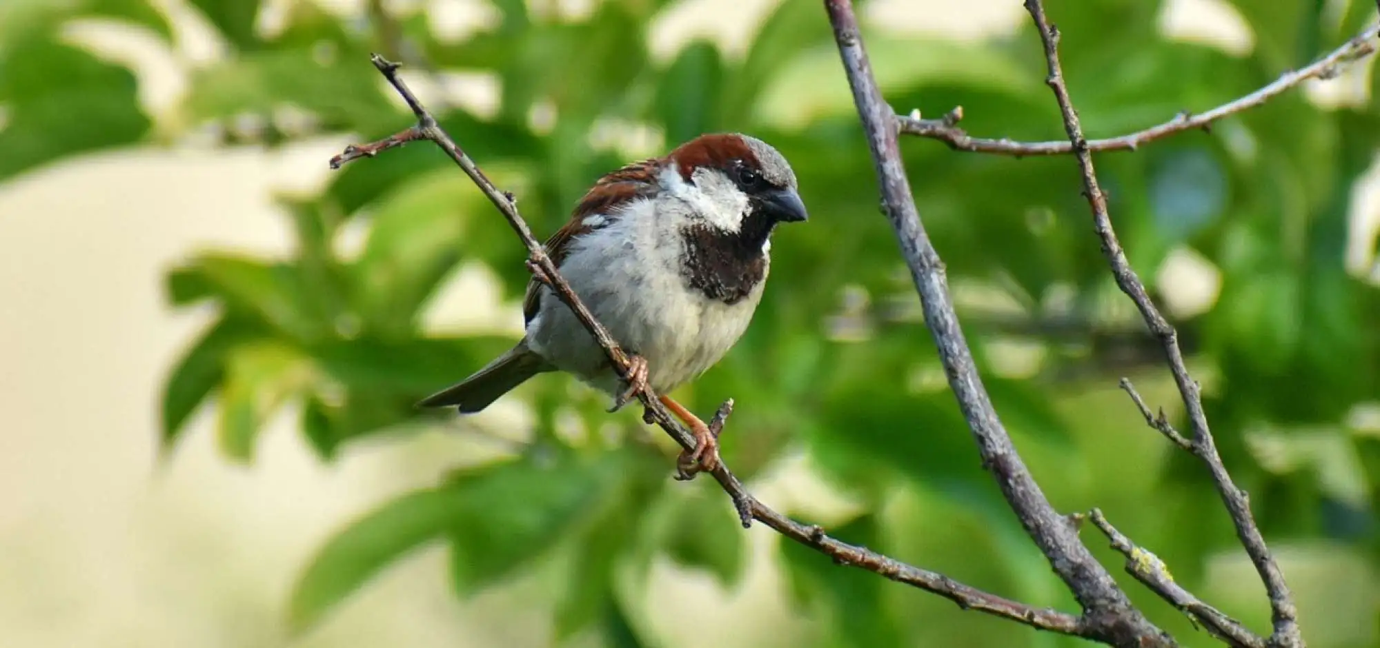 Les oiseaux de nos jardins