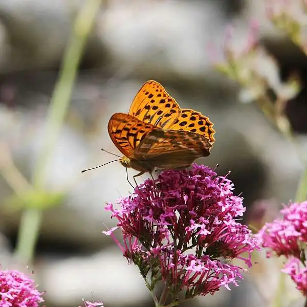 Plantes et fleurs de nos collines