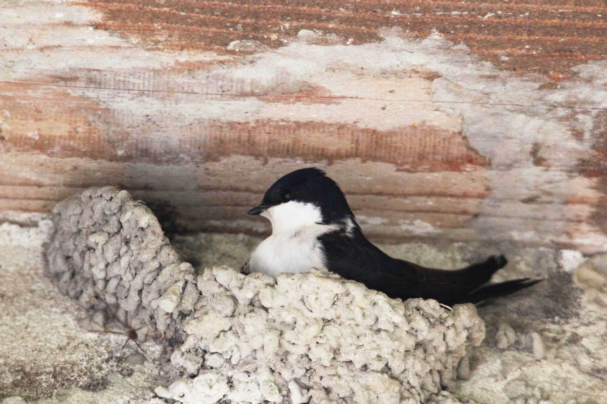 Hirondelle de fenêtre