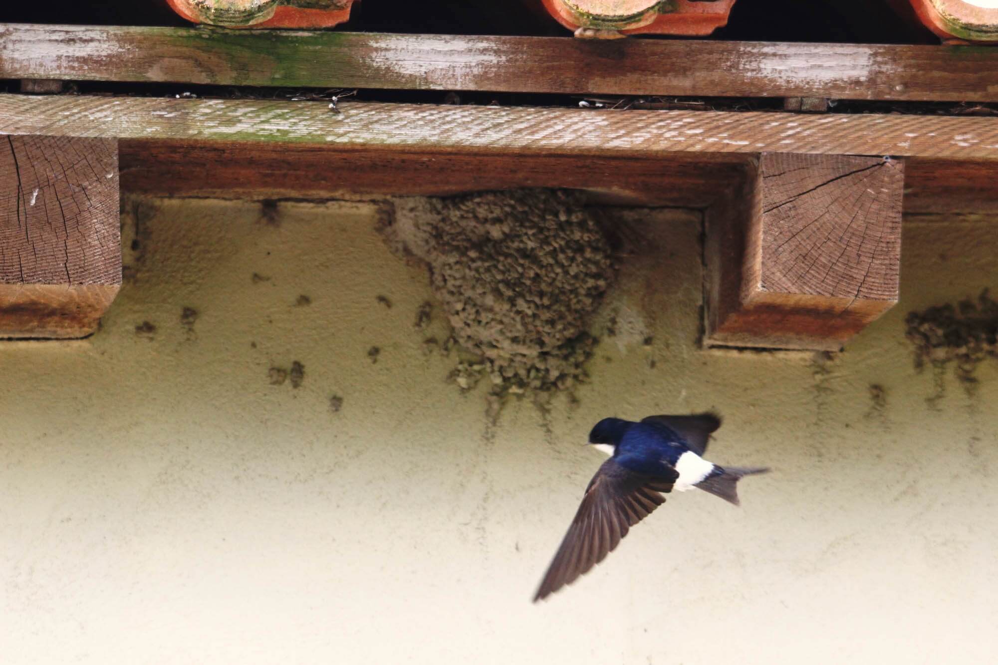 Hirondelle de fenêtre