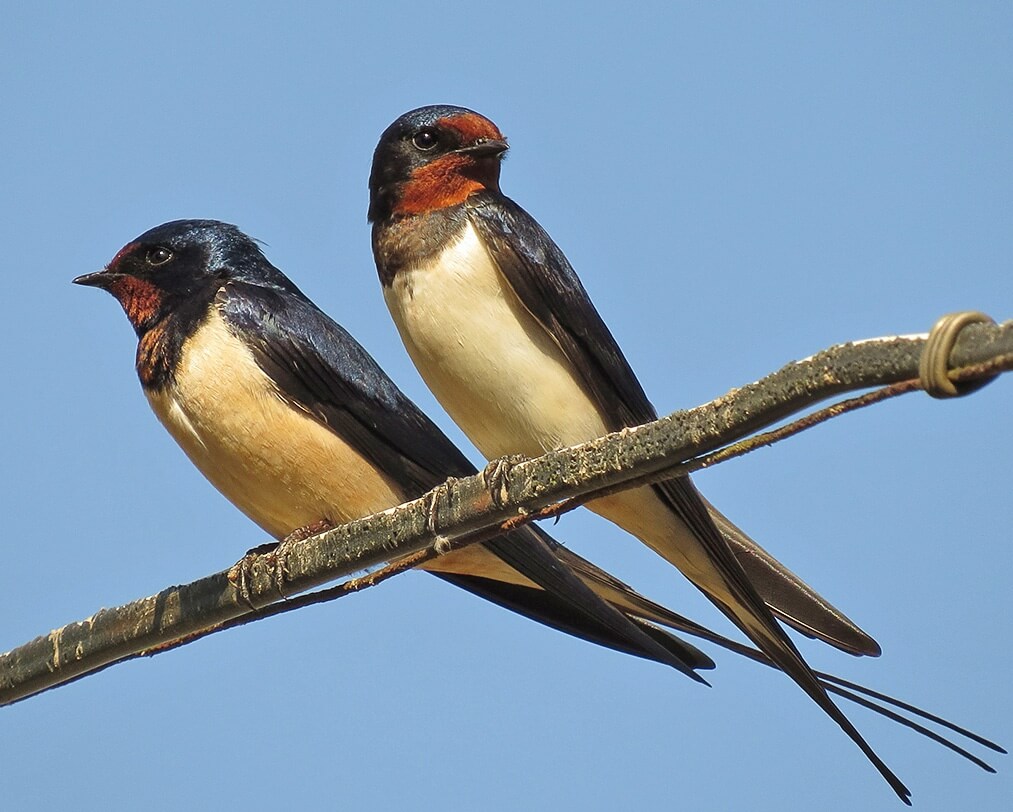 Hirondelles rustiques