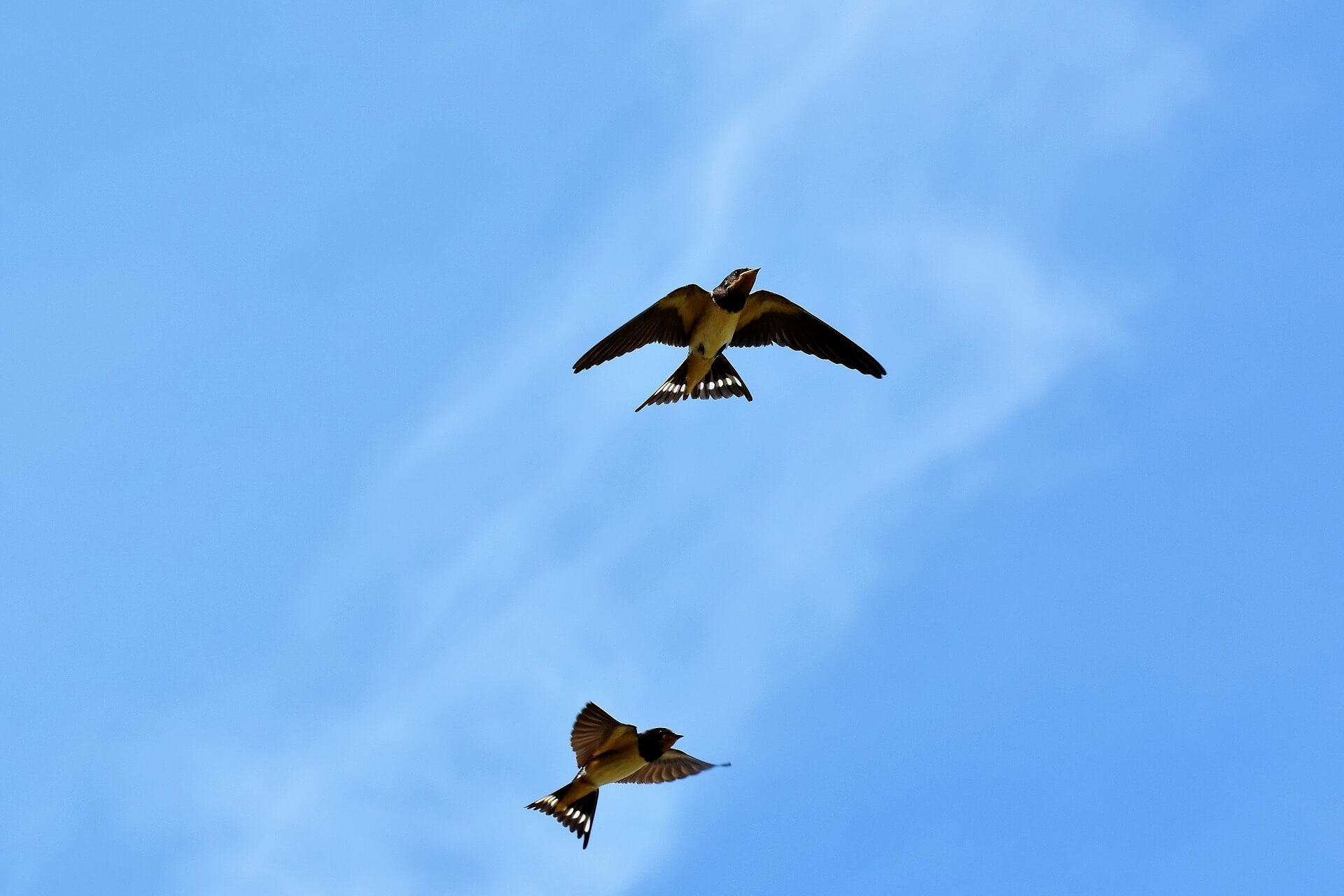 Hirondelles rustiques