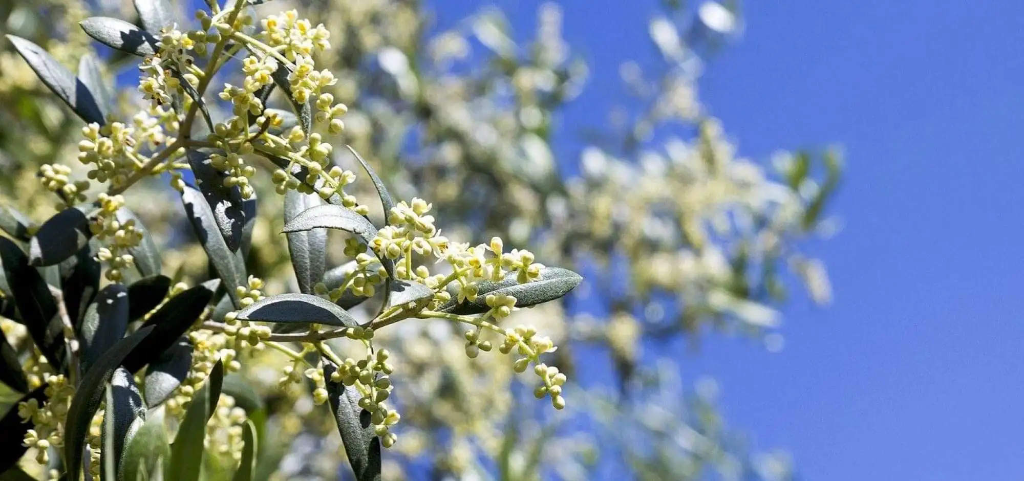 La floraison des oliviers en Luberon