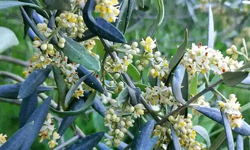 Floraison_oliviers_01.jpg