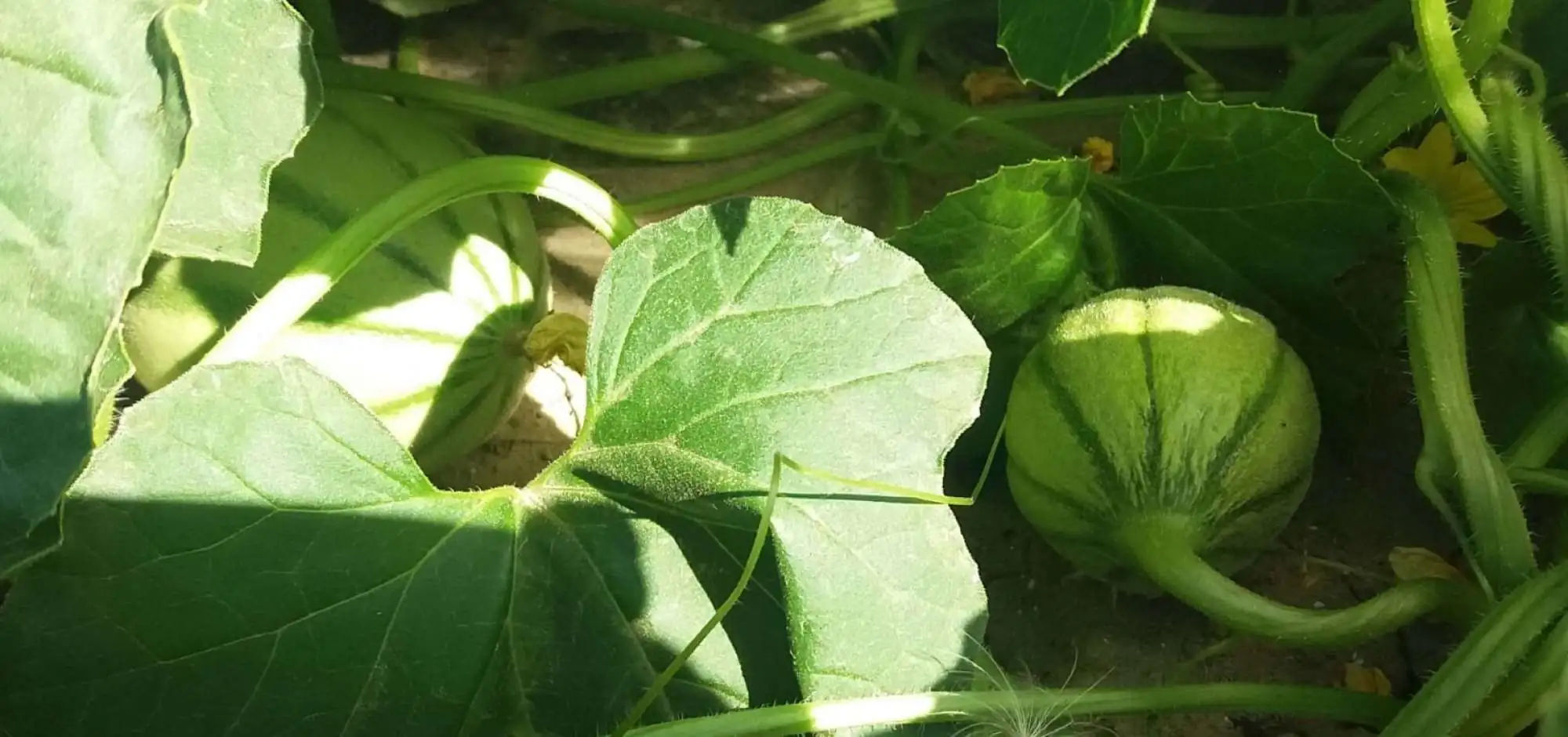 Des Idées recettes à base de melon !