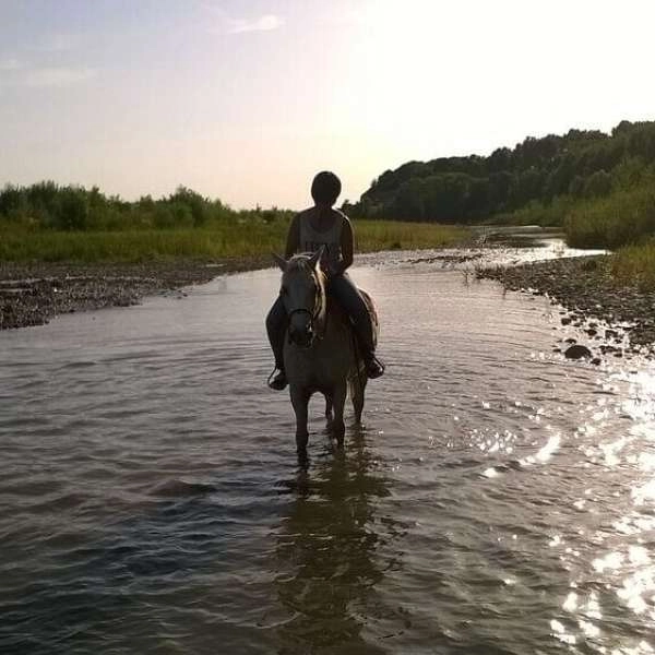 Balades à cheval et poney avec l'Elevage du Faci