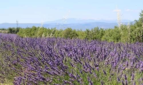 lavande sur plateau des Claparèdes