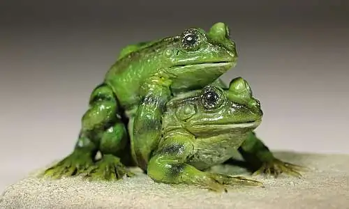 symbiose couple de grenouilles