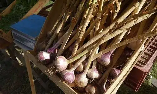 Marché Paysan de Lauris
