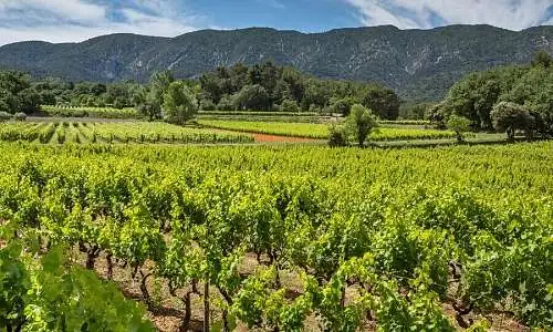 Mas des Infermières