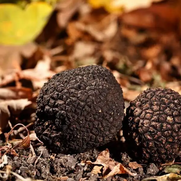  Bienvenue à la pépinière Moine de Cabrières-d’Avignon !